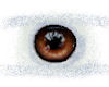 (MT)Mahogany Eyes