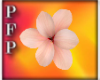(Z)SummerKalica Flower