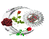 Moon and roses