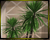 O*Lge palm Tree