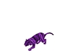 (A)Cheshire purple tiger