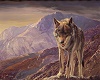 wolf pic 5
