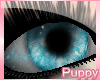 [Pup] Snow Storm Eyes
