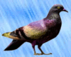 Pidgeon Bird Enhancer