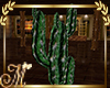 CB cactus