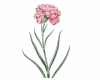 6v3| Carnation Flower