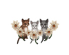 Kittens and Daisies
