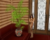 Tropical Plant