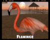 *Flamingo