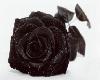 Gothic Black Rose