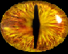Golden Dragon's eye's