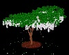 (LVR) tree 002