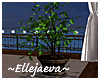 Decorative Indoor Plant
