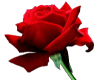 Beatiful Real Rose (sm)