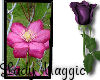 Framed Maggic Flower