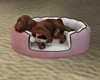 Y*Puppy Sleeping Cute