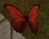 (dl) Old Birds Butterfly