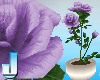 Fleuriste Purple Roses P