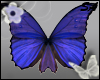 [SA] Butterfly Frame