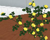 Yellow Rose Bush