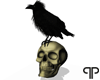 🤍P Skull Crow