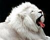 White Lion Yawning