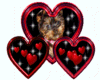 Yorkies in red hearts