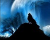 wolf howling