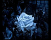 Dark Blue Rose