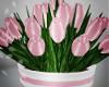 Pink Tulips