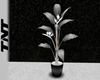 Elegant Silver Plant