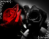 Black & Red Roses Pillow