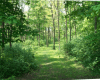 wooded background