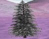 Snowy Pine
