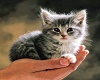 Sweet Kitten