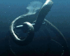 Deep Ocean Octapus
