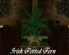 Irish Potted Fern