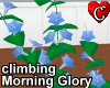 Climbing MorningGloryBlu