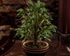 [kyh]little plants2