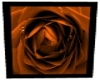 Orange Rose