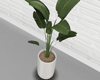 Modern Plant ®