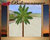 Anns Palm tree