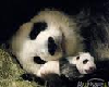 panda room