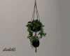 Black Hanging Plants