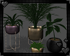 Mulberry Potted Plants