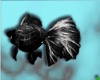 [AM]BWLionChuGoldFish
