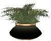 Plant2 Black n gold