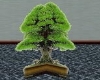 [L]Table Top Bonsai Tree