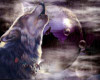 Howling wolf Background