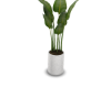 Plant - Bird of Paradise